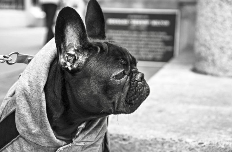 What Happens to Your Dog When You Get Arrested in Vista? 1 A French bulldog in a hoodie to illustrate what happens to a dog when someone is arrested